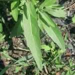 Helianthus maximiliani Leaf