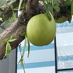 Crescentia alata Fruto