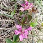 Rubus arcticus Fiore