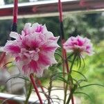 Portulaca grandiflora Λουλούδι