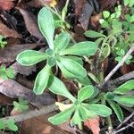 Calendula suffruticosa Hoja