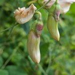 Lathyrus grandiflorus Flor