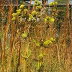 Silphium integrifolium Floare