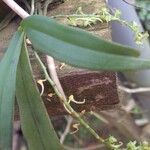 Rhipidoglossum longicalcar Hoja