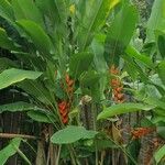 Heliconia bihai Blad