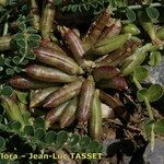 Astragalus depressus फल