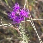 Liatris punctata Цвят