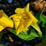 Oenothera parvifloraFloro