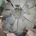 Echeveria lilacinaКветка