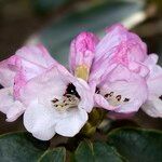 Rhododendron campanulatum Blodyn