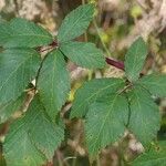 Rubus montanus Blad