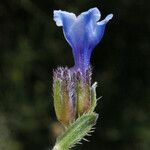 Lithodora hispidula Цветок