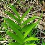 Maianthemum stellatum Folio