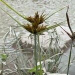 Cyperus polystachyos Leaf