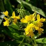 Trigonella esculenta Flor