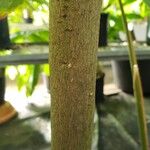 Barringtonia racemosa Кора