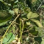 Dombeya cannabina Hoja