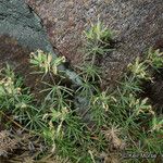 Leptosiphon floribundus Habit