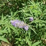 Vitex agnus-castusLeht