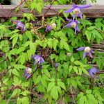 Clematis alpina 整株植物