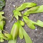 Shorea siamensis Fruit