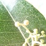 Aglaia elaeagnoidea Deilen