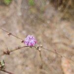 Stephanomeria diegensisKukka