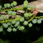 Coccoloba guanacastensis