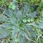 Plantago serraria Hoja