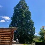 Sequoiadendron giganteum Hábito