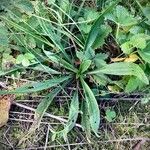 Plantago argentea Libunga