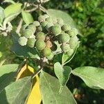 Solanum mauritianum Gyümölcs