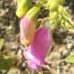 Digitalis thapsi 花