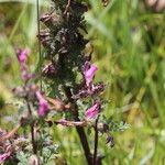 Pedicularis palustris പുഷ്പം