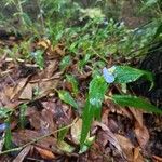 Commelina ensifolia 花