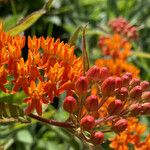 Asclepias tuberosaFlower