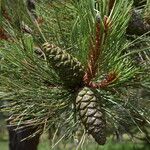 Pinus arizonica आदत