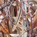 Cunonia capensis Hoja