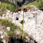 Juncus alpinoarticulatus Цвят