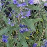 Caryopteris × clandonensis Yeri