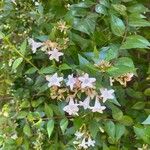 Abelia x grandifloraFlower