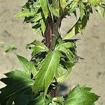 Eryngium planum 樹皮