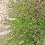 Bothriochloa laguroides 花