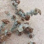 Polycarpaea nivea Hoja