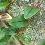 Microgramma vacciniifolia 葉