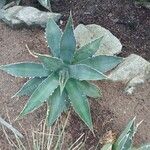 Agave stricta ശീലം