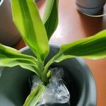 Dracaena reflexaপাতা