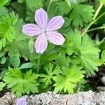 Geranium asphodeloides 花