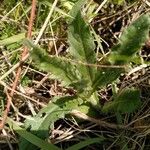 Cirsium dissectum Leaf