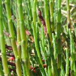 Salicornia perennis Іншае